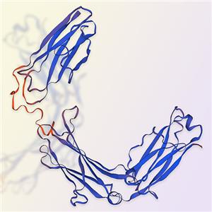 IgG1 Fc重组蛋白，ACROBiosystems百普赛斯