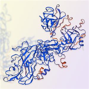 LOXL2重组蛋白-ACROBiosystems百普赛斯