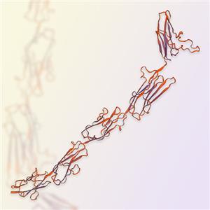 MCAM/CD146蛋白-ACROBiosystems百普赛斯