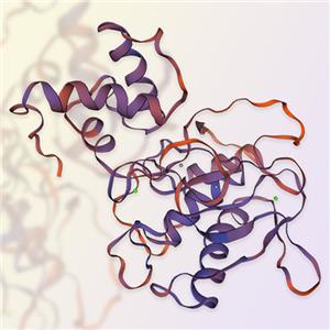 基质金属蛋白酶MMP7-ACROBiosystems百普赛斯