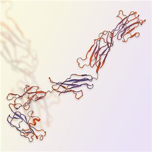 PDGFRα重组蛋白-ACROBiosystems百普赛斯