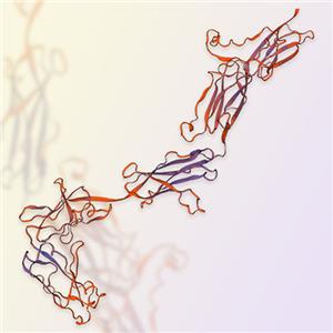 PDGFRB蛋白-ACROBiosystems百普赛斯