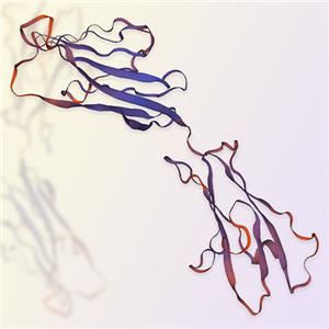 SLAMF7重组蛋白，ACROBiosystems百普赛斯