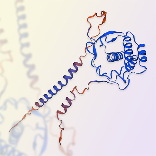 Flt-3 Ligand蛋白,Flt-3 Ligand