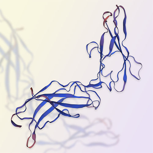 Prolactin R蛋白,Prolactin R