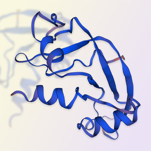 Angiogenin蛋白,Angiogenin