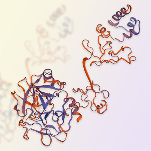 凝血因子X,Coagulation factor X