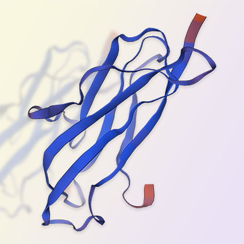 Beta 2-Microglobulin蛋白,Beta 2-Microglobulin