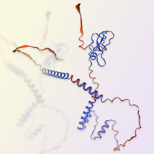 CD74蛋白,CD74