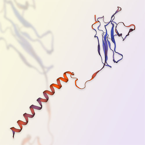 CD79A蛋白,CD79A