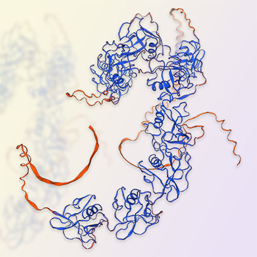 CD163蛋白,CD163
