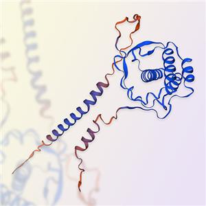 Flt-3 Ligand蛋白,Flt-3 Ligand