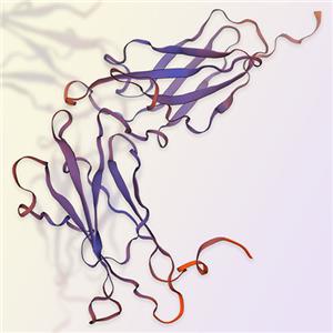 IFN-alpha/beta R2重组蛋白，ACROBiosystems百普赛斯