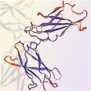 IL-4RA蛋白 ACROBiosystems百普赛斯