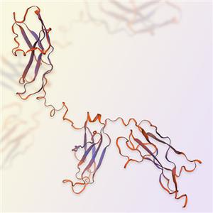 IL-5Ra重组蛋白-ACROBiosystems百普赛斯