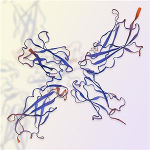 IL-7Ra重组蛋白，ACROBiosystems百普赛斯