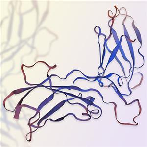 IL-9R/CD129蛋白-ACROBiosystems百普赛斯