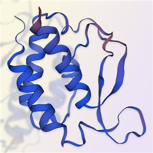 白介素9（IL-9）蛋白-ACROBiosystems百普賽斯