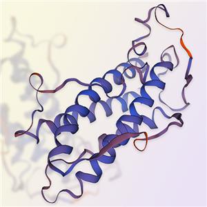 IL-12A重组蛋白-ACROBiosystems百普赛斯