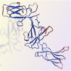 IL-12B重组蛋白-ACROBiosystems百普赛斯