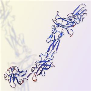 IL-12B & IL-12A，ACROBiosystems百普赛斯