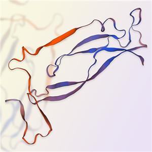 IL-17A & IL-17F重組蛋白，ACROBiosystems百普賽斯