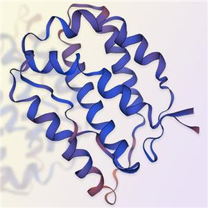 白介素24（IL-24）蛋白-ACROBiosystems百普賽斯