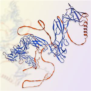 LIFR/CD118蛋白-ACROBiosystems百普赛斯