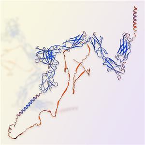 OSMR重组蛋白-ACROBiosystems百普赛斯