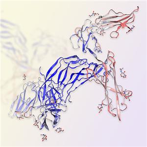 PDGF-BB重组蛋白，ACROBiosystems百普赛斯