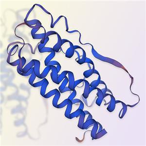 Prolactin/PRL重组蛋白-ACROBiosystems百普赛斯