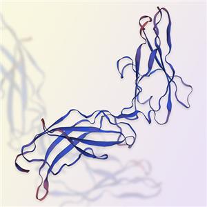 Prolactin R重组蛋白-ACROBiosystems百普赛斯