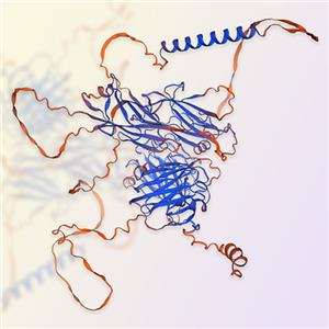 TGFBR3蛋白,TGFBR3