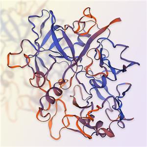 Cathepsin D（CTSD）蛋白-ACROBiosystems百普赛斯