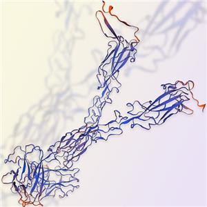 EphA2重组蛋白，ACROBiosystems百普赛斯