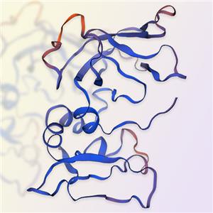 TIMP-1蛋白-ACROBiosystems百普賽斯