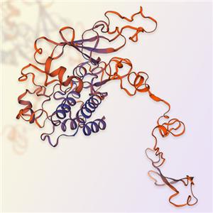 TYK2蛋白-ACROBiosystems百普赛斯