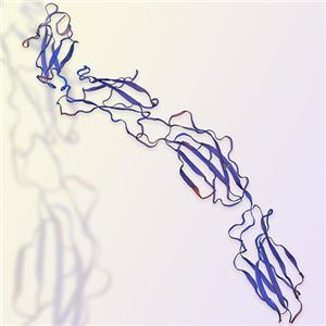 CD45重组蛋白-ACROBiosystems百普赛斯