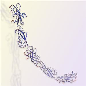 E-Cadherin重组蛋白-ACROBiosystems百普赛斯