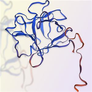 FGF acidic重組蛋白-ACROBiosystems百普賽斯