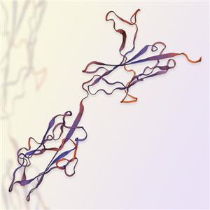 FGFR2,FGF R2 (IIIc)蛋白-ACROBiosystems百普赛斯