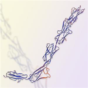 ICAM-1重組蛋白，ACROBiosystems百普賽斯