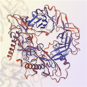 Latent TGF-beta 2蛋白,Latent TGF-beta 2