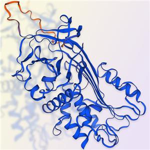 Serpin B9蛋白-ACROBiosystems百普赛斯