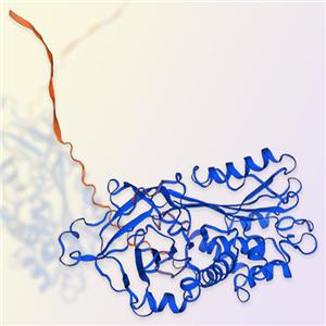 Serpin H1蛋白-ACROBiosystems百普賽斯