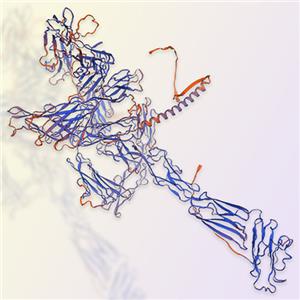 Siglec-1重组蛋白-ACROBiosystems百普赛斯