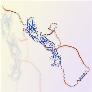 Siglec-8重組蛋白-ACROBiosystems百普賽斯