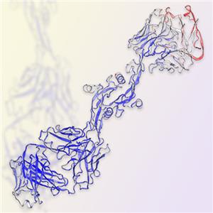 TGF-beta 3重组蛋白-ACROBiosystems百普赛斯