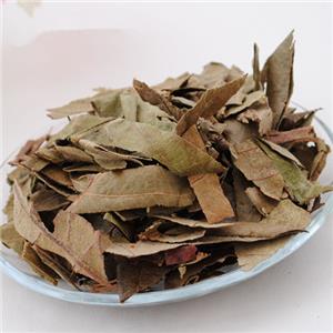 枇杷叶提取物,Loquat (Eriobotrya japonica) Leaf Extract