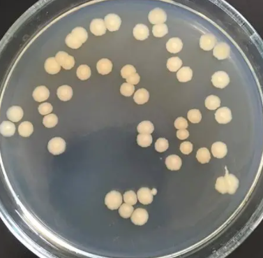 发酵纤维单胞菌,Actinotalea Fermentans